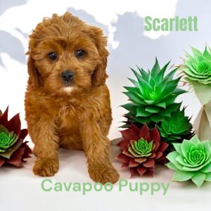 Cavapoo Puppy Scarlett