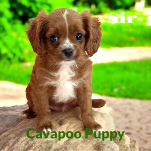 Cavapoo Puppy Sir