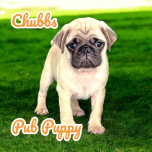 Chubbs Pug Puppy