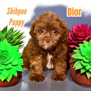 Dior Shihpoo Puppy