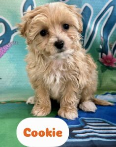 Malti-Poo Cookie
