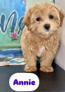Maltipoo Annie