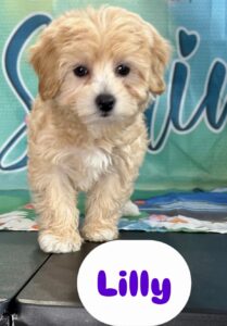 Maltipoo Lilly
