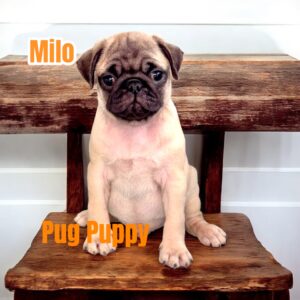 Milo Pug Puppy