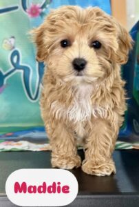 Maltipoo Maddie