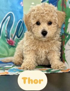 Poo-Chon Thor