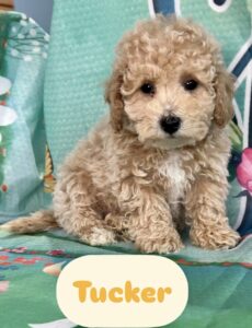 Poo-Chon Tucker