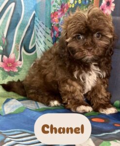 Shih-Poo Chanel