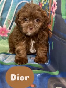 Shih-Poo Dior