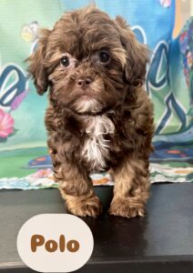 Shih-Poo Polo