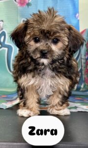 Shorkie Zara