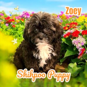 Zoey Shihpoo Puppy