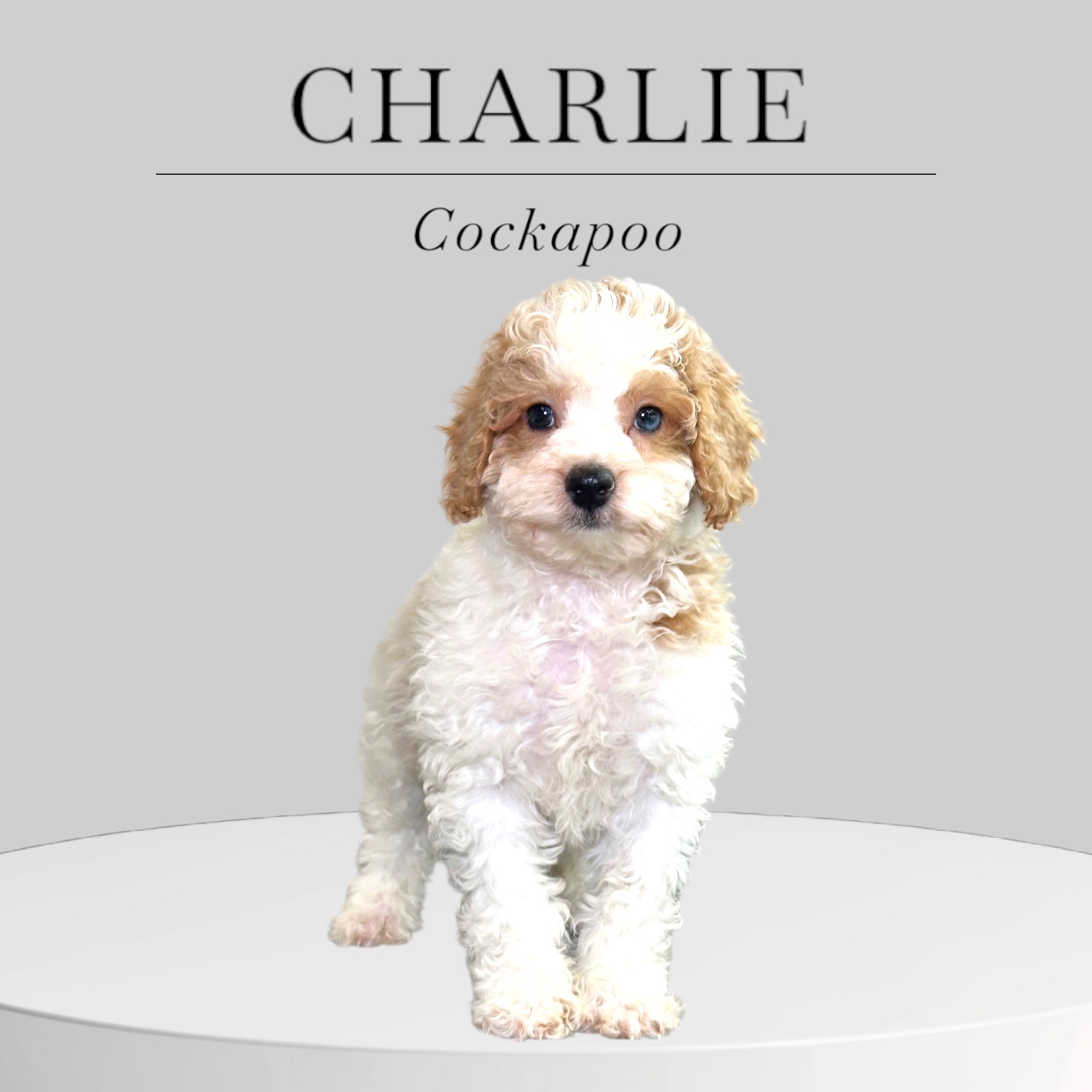 Charlie the Cockapoo Puppy – Pawsome Pups