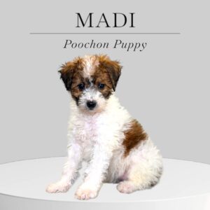 Poochon Puppy Madi
