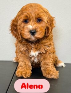 Alena Cockapoo Puppy