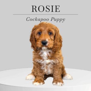 Cackapoo Puppy Rosie