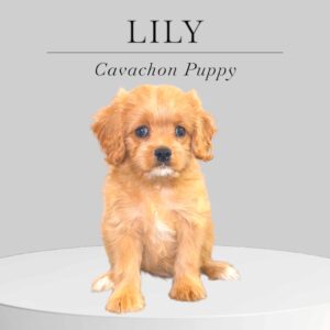 Cavachon Puppy Lily