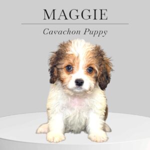 Cavachon Puppy Maggies