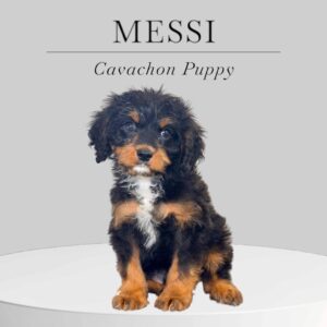 Cavachon Puppy Messi