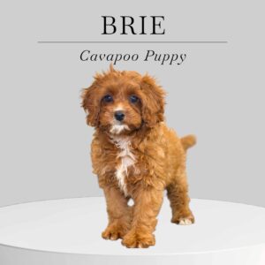 Cavapoo Puppy Brie