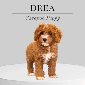 Cavapoo Puppy Drea