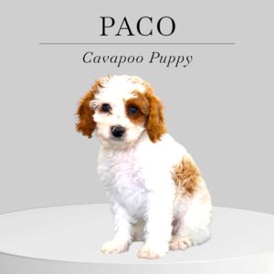 Cavapoo Puppy Paco