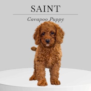 Cavapoo Puppy Saint
