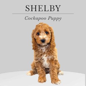 Cockapoo Puppy Shelby