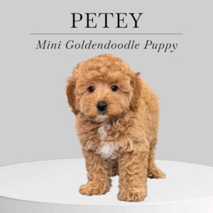 Mini Goldendoodle Petey