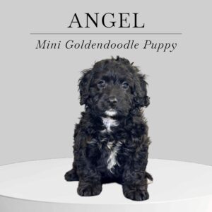 Mini Goldendoodle Puppy Angel