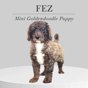 Mini Goldendoodle Puppy Fez
