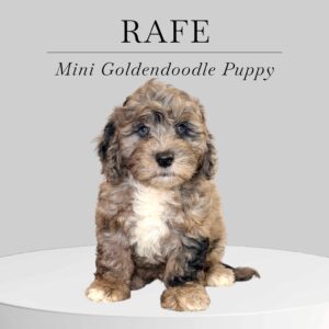 Mini Goldendoodle Puppy Rafe