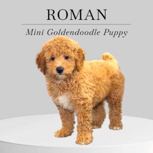 Mini Goldendoodle Puppy Roman