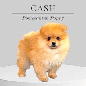 Pomeranian Puppy Cash
