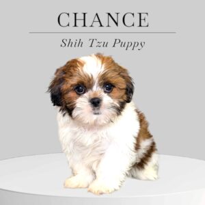 Shih Tzu Puppy Chance