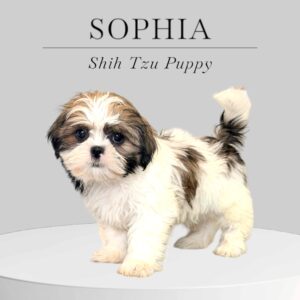 Shih Tzu Puppy Sophia