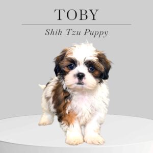 Shih Tzu Puppy Toby