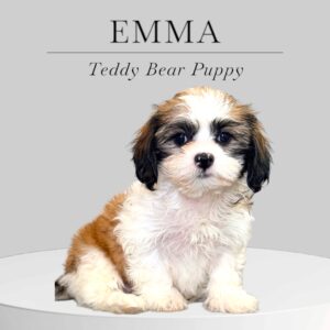 Teddy Bear Puppy Emma