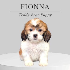Teddy Bear Puppy Fionna
