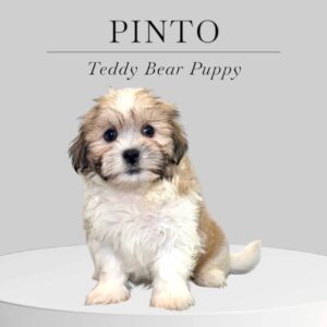 Teddy Bear Puppy Pinto