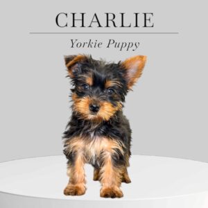 Yorkie Puppy Charlie