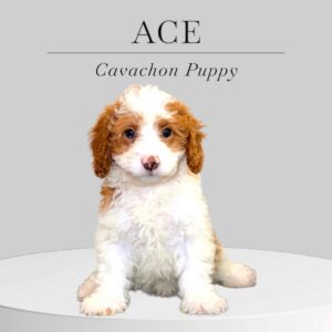 Cavachon Puppy Ace