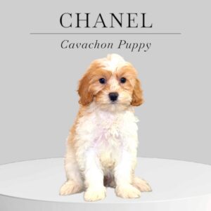 Cavachon Puppy Chanel