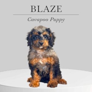 Cavapoo Puppy Blaze