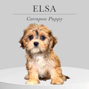 Cavapoo Puppy Elsa