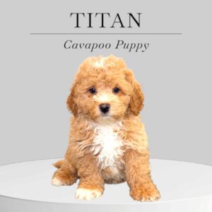 Cavapoo Puppy Titan