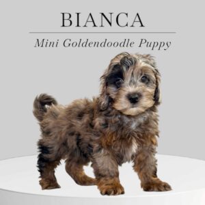 Mini Goldendoodle Puppy Bianca