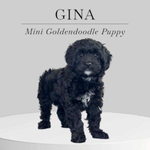Mini Goldendoodle Puppy Gina