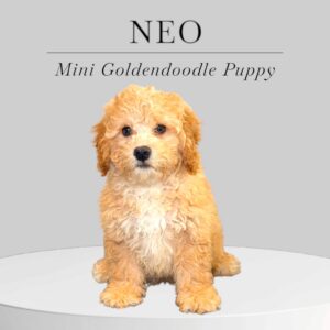 Mini Goldendoodle Puppy Neo