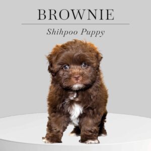 Shihpoo Puppy Brownie